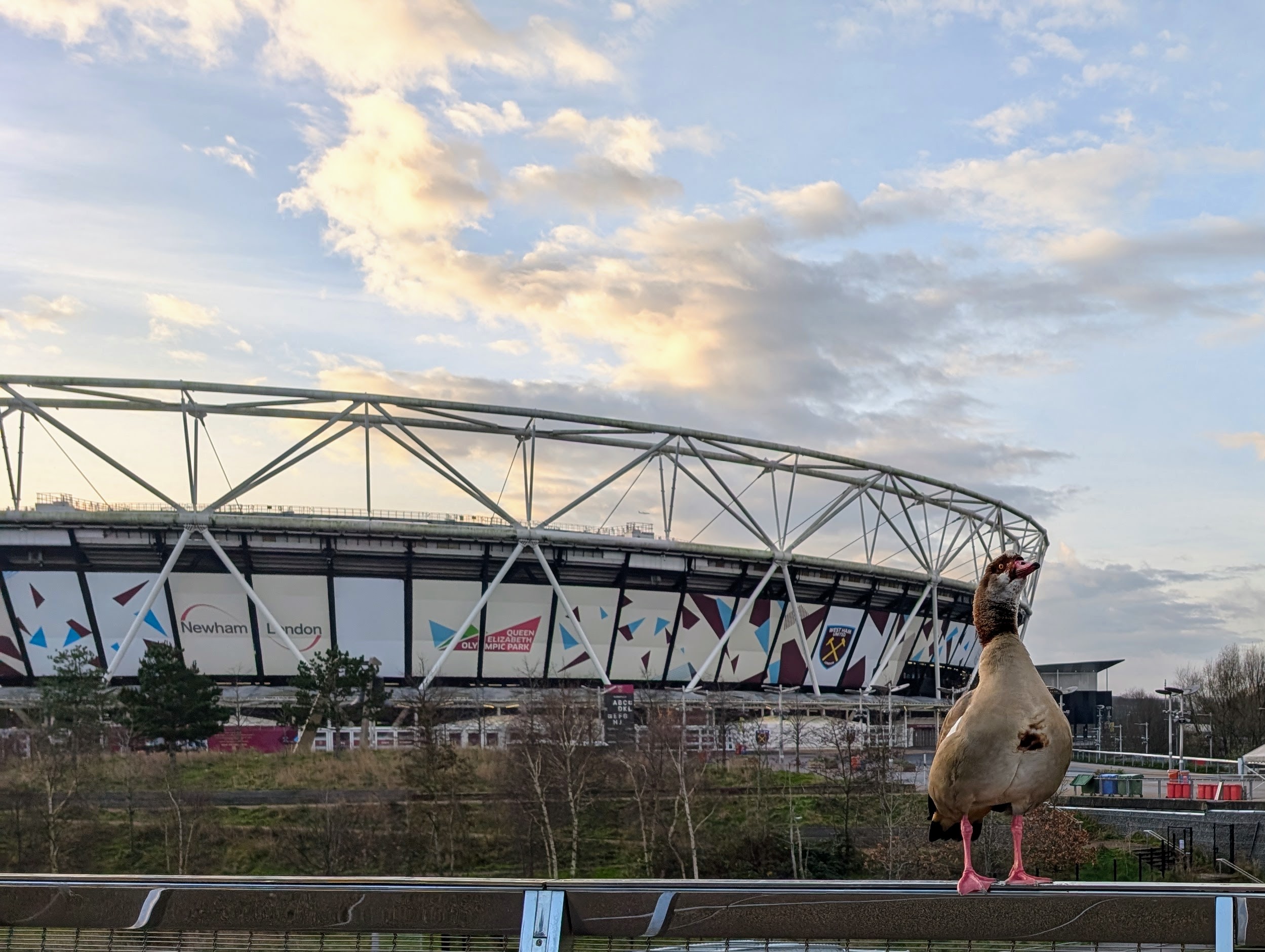 a goose stting on a bridge outside a stadium